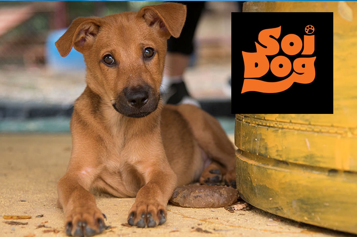 โครงการทำหมันสุนัข โดยมูลนิธิ SOI DOG